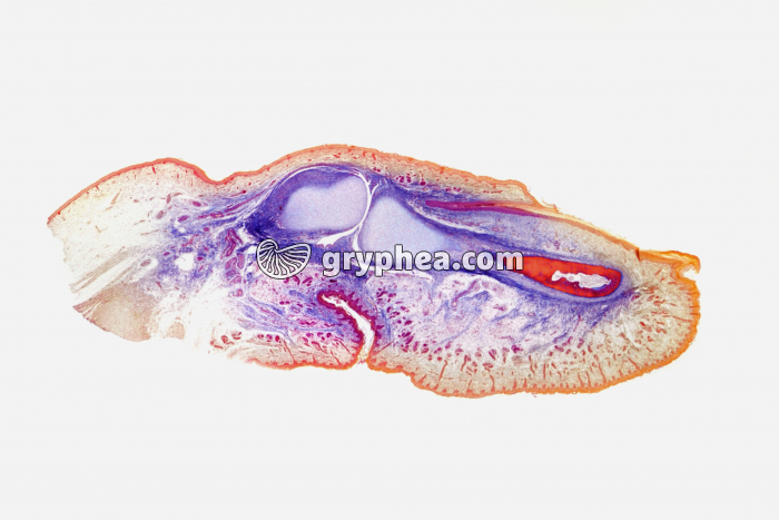 Doigt de foetus humain CL x4 - gryphea.com